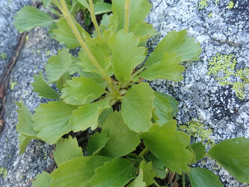 Saxifragopsis fragarioides, photographed by joergmlpts