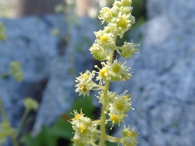 Saxifragopsis fragarioides, photographed by joergmlpts