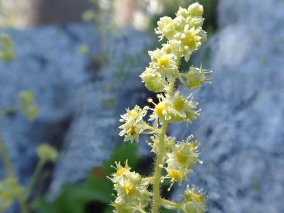 Saxifragopsis fragarioides, photographed by joergmlpts