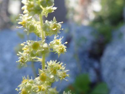 Saxifragopsis fragarioides, photographed by joergmlpts