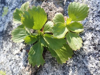 Saxifragopsis fragarioides, photographed by joergmlpts