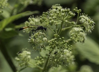 Aralia bicrenata, photographed by Craig Martin