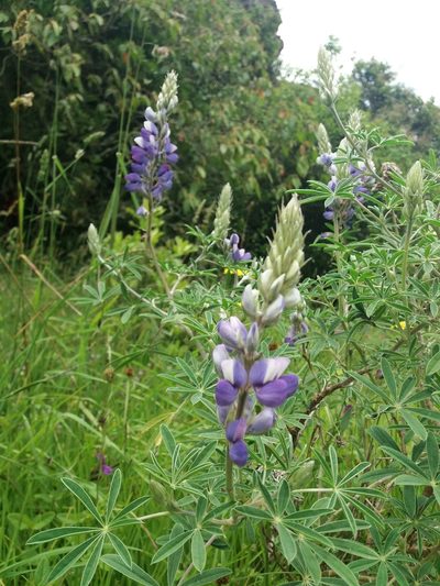 Lupinus bogotensis, photographed by Camila Plata