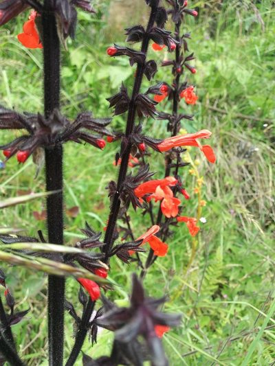 Salvia rubescens, photographed by Camila Plata