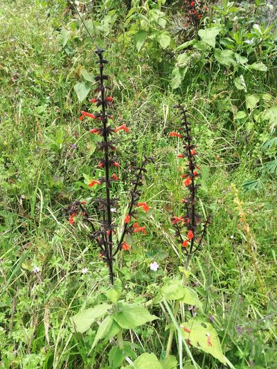 Salvia rubescens, photographed by Camila Plata