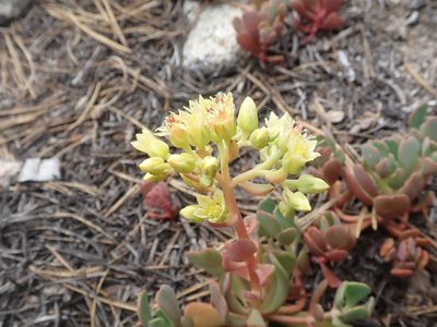Sedum oregonense, photographed by joergmlpts
