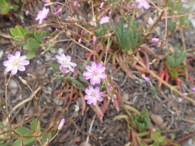 Lewisia leeana, photographed by joergmlpts