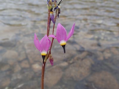 Primula tetrandra, photographed by joergmlpts