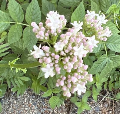 Valeriana officinalis, photographed by dugald