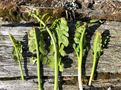 Botrychium minganense, photographed by Jason Grant