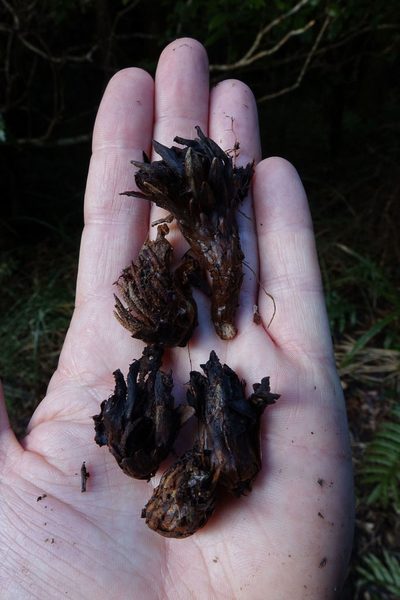 Dactylanthus taylorii, photographed by John Barkla