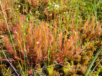 Drosera linearis, photographed by Louis Imbeau