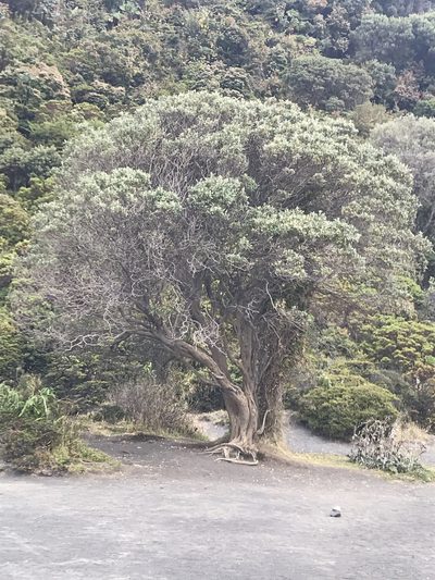 Buddleja nitida, photographed by Jared Shorma