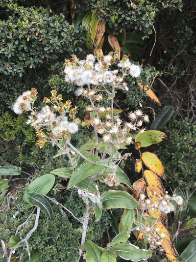 Senecio oerstedianus, photographed by Jared Shorma