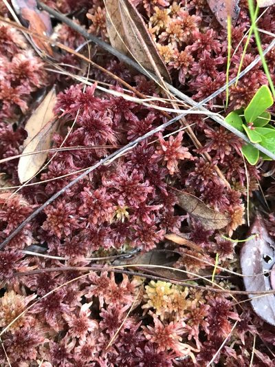 Sphagnum bartlettianum, photographed by Brandon Corder