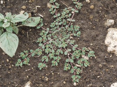 Euphorbia chamaesyce, photographed by Roman