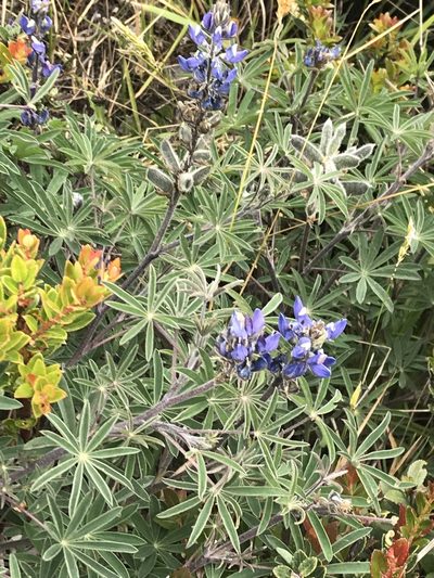 Lupinus costaricensis, photographed by Jared Shorma