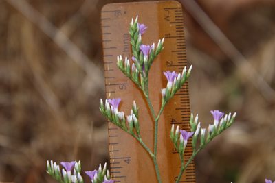 Limonium ramosissimum, photographed by Millie Basden