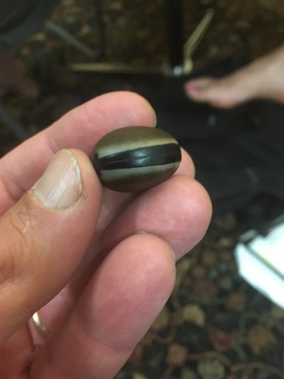 Mucuna urens, photographed by Andrew Hrycyna