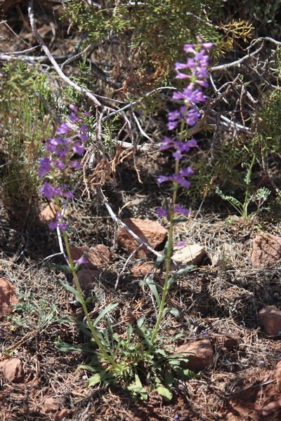 Penstemon cyanocaulis, photographed by Cheryl McCleary-Catalano