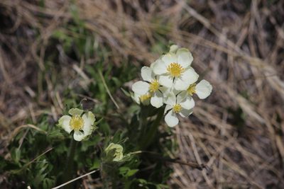 Anemonastrum zephyrum, photographed by Cheryl McCleary-Catalano