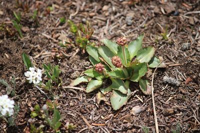 Micranthes rhomboidea, photographed by Cheryl McCleary-Catalano