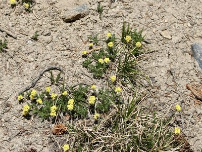 Cymopterus alpinus, photographed by Cheryl McCleary-Catalano