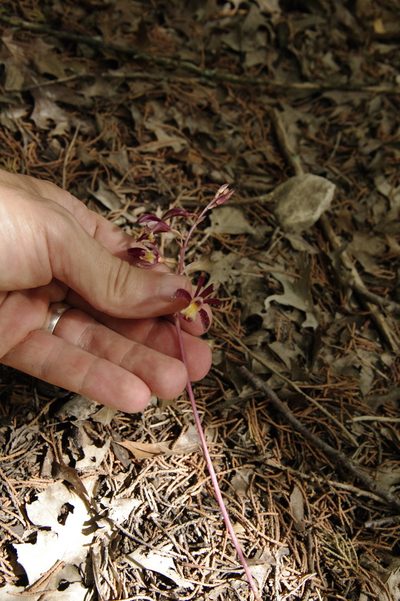 Bletia warnockii, photographed by Eric Knight