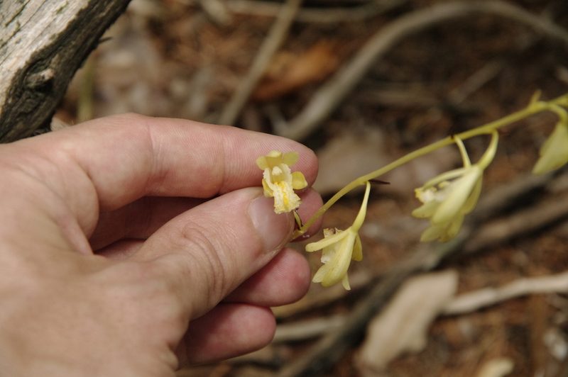 Bletia warnockii, photographed by Eric Knight