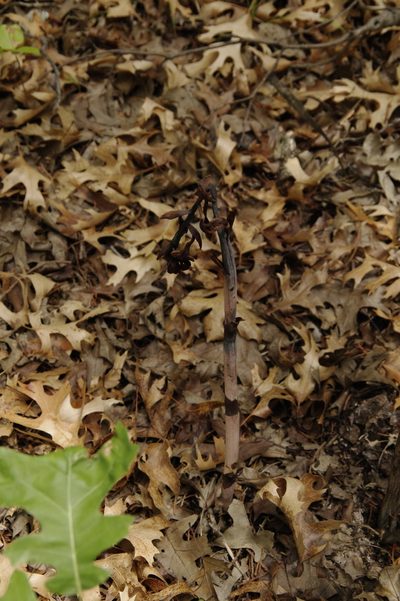 Bletia arizonica, photographed by Eric Knight