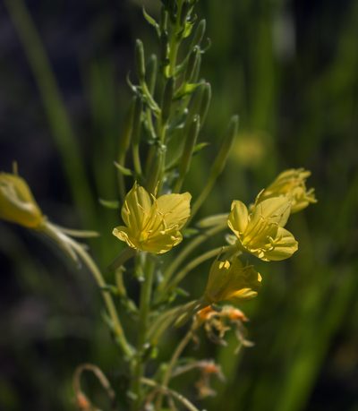Oenothera clelandii, photographed by aarongunnar