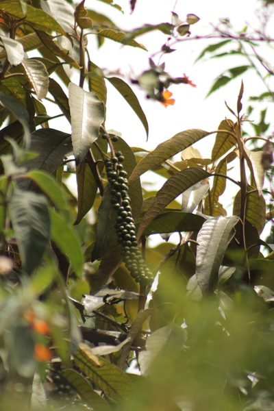 Citharexylum subflavescens, photographed by GERMAN LEONEL SARMIENTO CRUZ