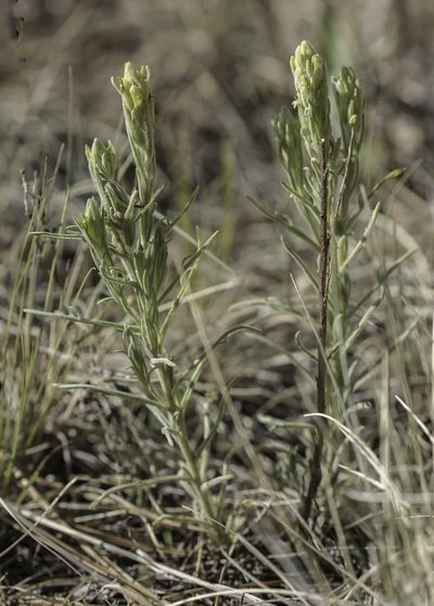 Castilleja lineata, photographed by Craig Martin