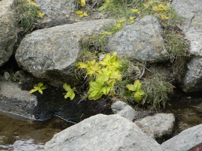 Pinguicula corsica, photographed by Louis Imbeau