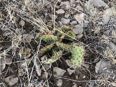 Opuntia pottsii, photographed by CK2AZ