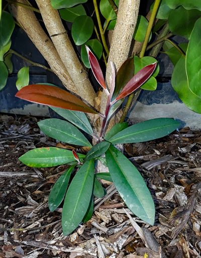 Tristaniopsis laurina, photographed by Peter de Lange