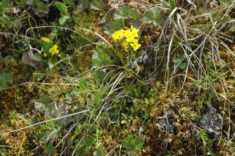 Draba ogilviensis, photographed by Syd Cannings