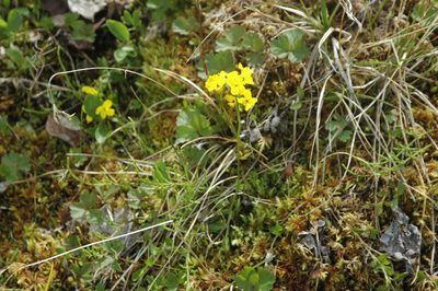 Draba ogilviensis, photographed by Syd Cannings
