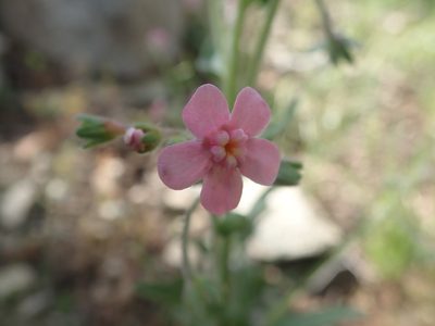 Hackelia mundula, photographed by joergmlpts
