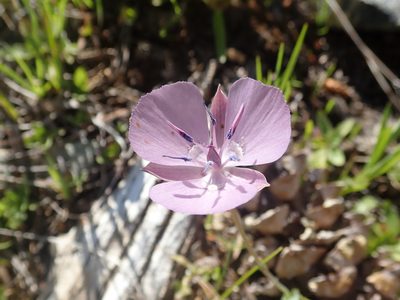 Calochortus nudus, photographed by joergmlpts