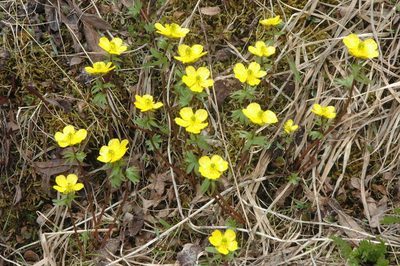 Ranunculus nivalis, photographed by Syd Cannings