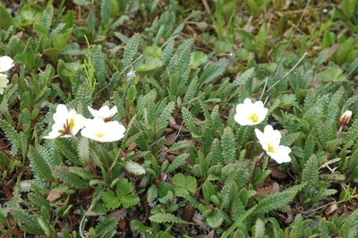 Dryas alaskensis, photographed by Syd Cannings
