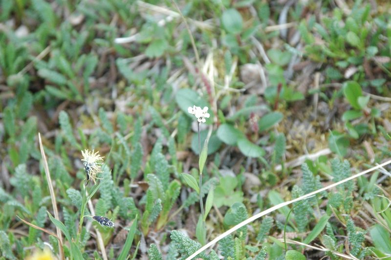 Eutrema edwardsii, photographed by Syd Cannings