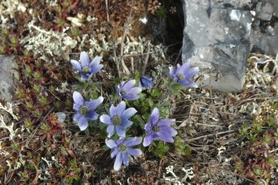 Pulsatilla multiceps, photographed by Syd Cannings