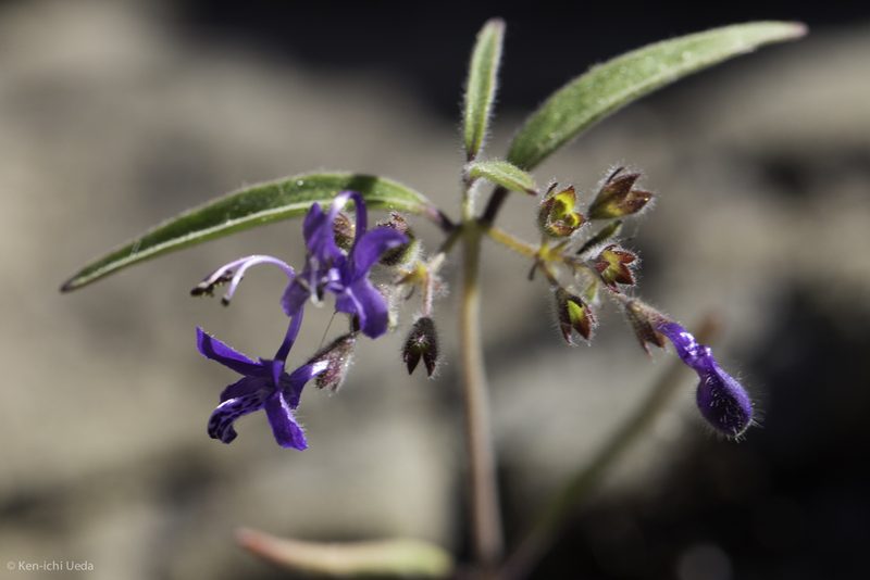 Trichostema laxum, photographed by Ken-ichi Ueda
