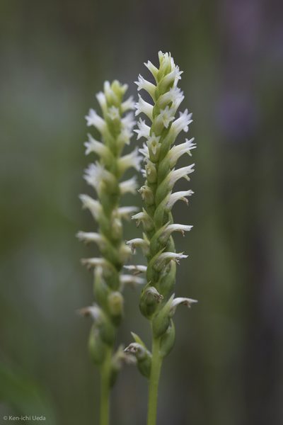 Spiranthes porrifolia, photographed by Ken-ichi Ueda