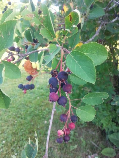 Amelanchier canadensis, photographed by Riley Pollom