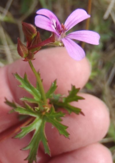 Pelargonium columbinum, photographed by Nicola van Berkel