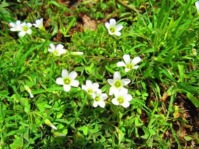 Oxalis alpina, photographed by Oscar Alejandro Morales Juárez