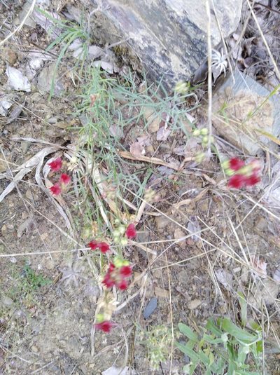 Linaria aeruginea, photographed by Santiago Soto Maurer